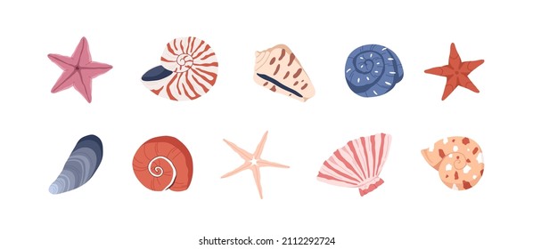 Sea shells, starfishes set. Underwater mollusk animals. Marine molluscs seashells, scallops, snails, cockleshells, mussels and conches. Vector illustration of shellfishes isolated on white backgroun