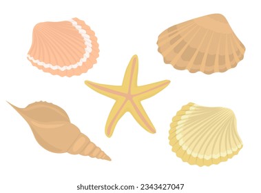  Sea shells and stars collection. Marine vector  illustration of ocean shellfish. 