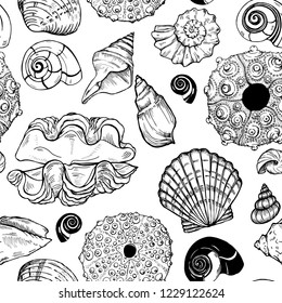sea shells and sea urchin shells