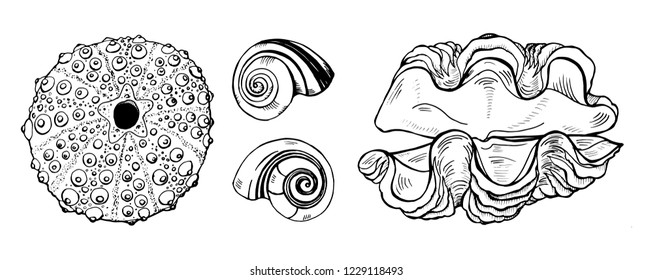 sea shells and sea urchin shell on white background vector illustration