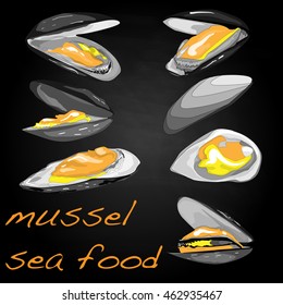 Sea shells vector illustration isolated