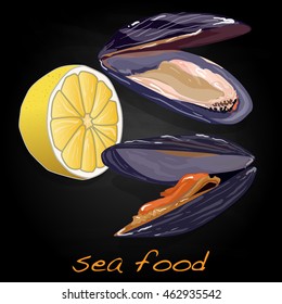 Sea shells vector illustration isolated
