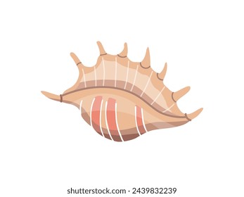 Sea shells vector illustration, mollusks. Flat illustration of seashell on white background. Ocean element for stickers.