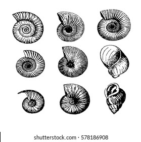 sea shells , vector image of sea shells, sea shells hand-drawing