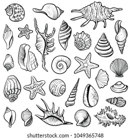 Sea shells vector line set. Black and white doodle illustrations. Collection of various mollusk seashells different forms.