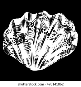 Sea shells vector monochrome illustration texture background