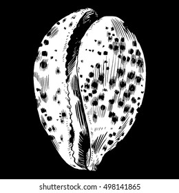 Sea shells vector monochrome illustration texture background
