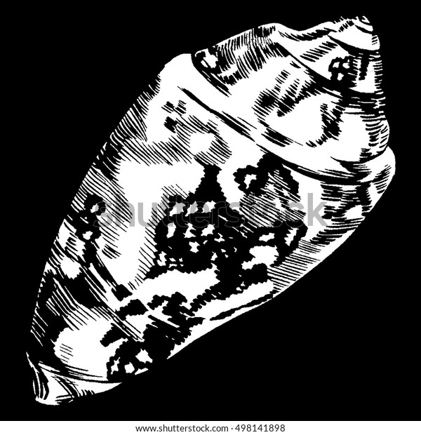 Sea Shells Vector Monochrome Illustration Texture Stock Vector (Royalty ...