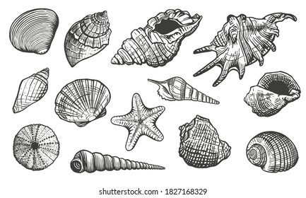 Muscheln, Vektorset. Shell handgezeichnet Illustration. Meeressäugemuschel mit realistischer Natur 