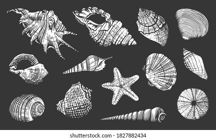 Sea shells vector set. Shell hand drawn illustration. Realistic nature ocean aquatic mollusk isolated on black background