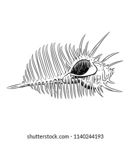 sea shells Venus comb Murex pecten, sea snail shell, marine gastropod mollusk in the family Muricidae Sketch black contour on white background. Vector