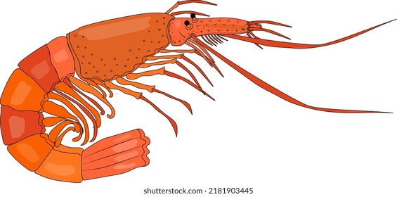 Sea shrimp is delicious and loved by many people