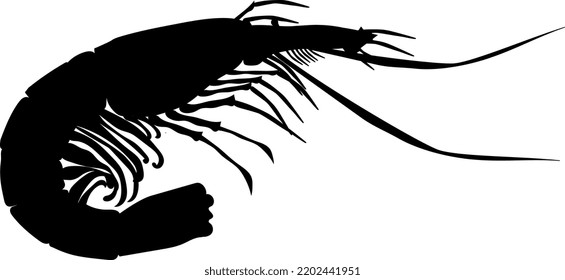 Sea shrimp is delicious and loved by many people.  Silhouette black.Vector.