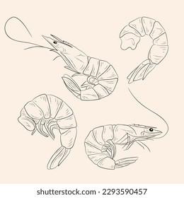 sea shrimp set vintage illustration