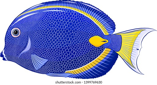 sea slave surgeon of the blue vector