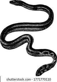 The Sea Snake, a tropical sea snake known for its black color on top and yellow belly, vintage line drawing or engraving illustration.