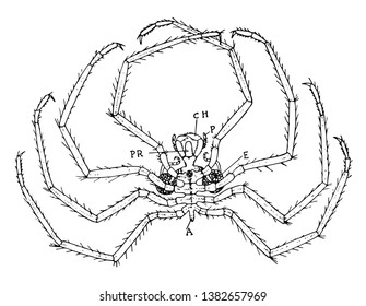 Sea spiders also known as Pantopoda or pycnogonids. They are cosmopolitan, found especially in the Mediterranean and Caribbean Seas, as well as the Arctic and Antarctic Oceans, vintage line drawing