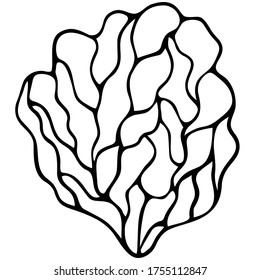 Sea sponge. Vector illustration. Outline on a white isolated background. Aquatic multicellular animal. Hand drawing style. Sketch. The inhabitant of the ocean is used in medicine. Coloring book. 