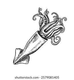 Sea squid. A hand-drawn vector graphic illustration. Black and white image of seafood. Separate from the background. Perfect for menus, recipe books, packages, labels, and more.