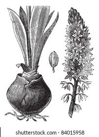 Sea squill (Urginea [scilla] maritima) or red squill or sea onion or ein sit or ada sogani or Drimia maritima, vintage engraved illustration.Trousset encyclopedia (1886 - 1891).