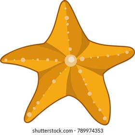 Sea star caribbean starfish on a white background