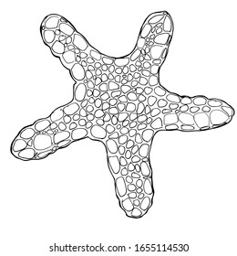 Sea star. Coloring book for children and adults. Beautiful drawings with patterns and small details. For anti-stress and children's coloring, emblems or tattoos.