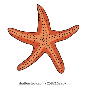 Sea star fish. Marine underwater starfish, mollusc. Undersea mollusk. Exotic tropical invertebrate ocean animal. Colored outline hand drawn vector illustration isolated on white background