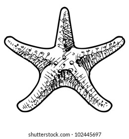 Sea star. Hand drawing sketch vector illustration