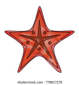 Sea star isolated