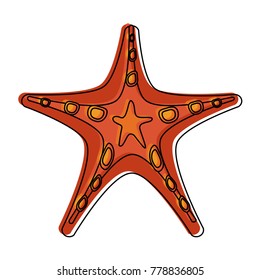 Sea star isolated