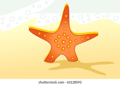 sea star on the beach