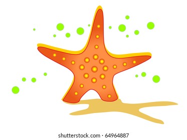 sea star on the beach