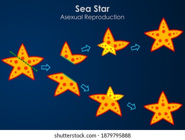Sea star, regeneration, reproductive fission. Starfish cut in two, reproducing by dividing. Asexual reproduction, star fish division part steps. Dark blue ocean background. Biology Vector illustration