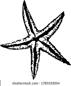 Sea star vector sketch in hand drawn style on white background. Line art collection. Outline symbol collection. Vector icon. Doodle element. Grunge background.
