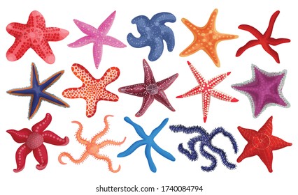 Icono de conjunto de dibujos animados de vectores de estrella de mar. Ilustración vectorial estrella marina sobre fondo blanco. La caricatura aislada es un icono de la estrella de mar.