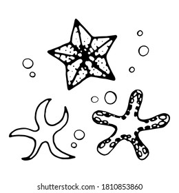 Sea Stars on a white background. Ocean collection. Vector graphics. Graphics Starfish. 
