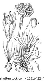 Sea thrift es una especie de planta floreciente en la familia Plumbaginaceae. En esta parte floral de estambres, sección de corolla, pistilo, óvulo y embrión, dibujo vintage o ilustración grabadora.