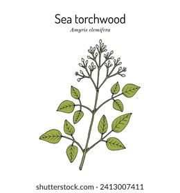 Sea Torchwood or candlewood (amyris elemifera), medicinal plant. Hand drawn botanical vector illustration