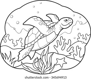sea turtle
