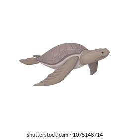 Sea turtle animal vector Illustration on a white background
