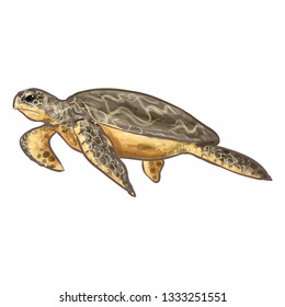 Sea Turtle Animal Vector Illustration