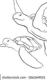 Sea turtle. Artistic, colored drawing of a sea turtle on a white background. 
