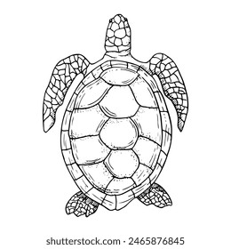 Sea turtle black and white ink illustration. Vector monochrome marine animal with oval shell, top view. Ocean underwater nature for nautical designs