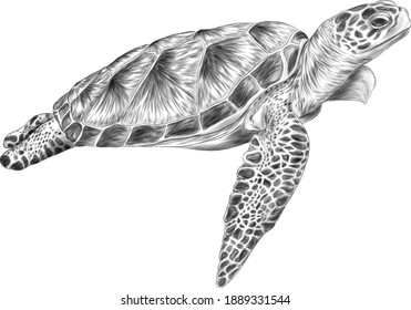 sea turtle black white sketch vector illustration