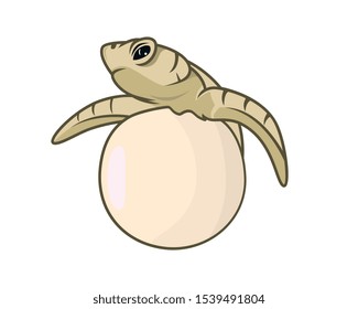 Sea Turtle Child Born and Emerges from the Egg