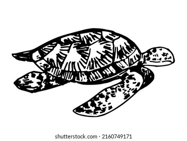 Sea Turtle Clipart. Single Doodle Of Underwater Animal Isolated On White. Hand Drawn Vector Illustration In Engraving Style.