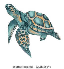 Sea turtle. Cute animal design. Turquoise sea turtle swims in the water. Hand drawn illustration.