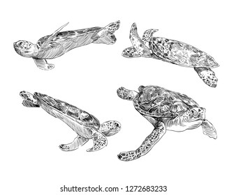 Sea turtle from a different angle hand drawn set. Vector illustration. 