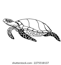 Sea turtle. Drawing with black lines, marker. Vector illustration