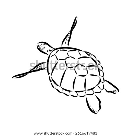 Sea turtle drawing black lines on a white background.